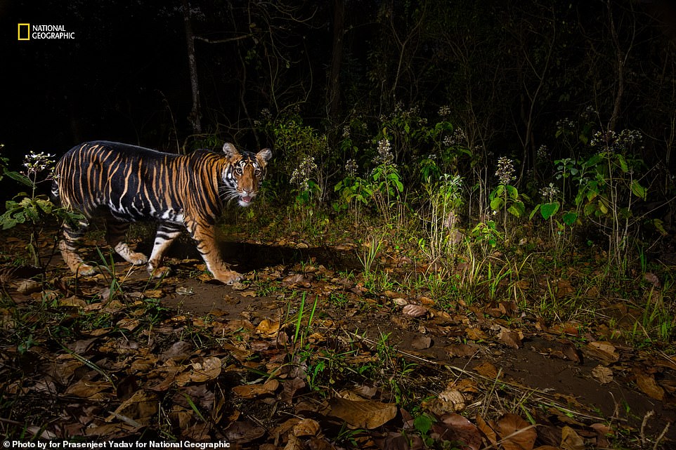 A fascinating image of a black tiger, known for its fused stripes, patrolling the Similipal Tiger Reserve in eastern India.