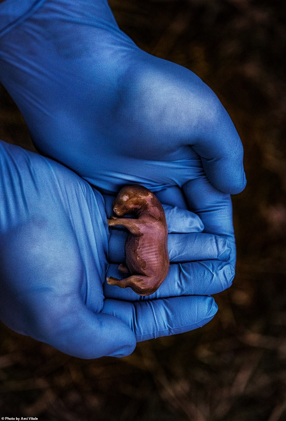 A scientist holds the 70-day-old fetus of a rhinoceros conceived through in vitro fertilization (IVF). The surrogate mother sadly died from a bacterial infection.