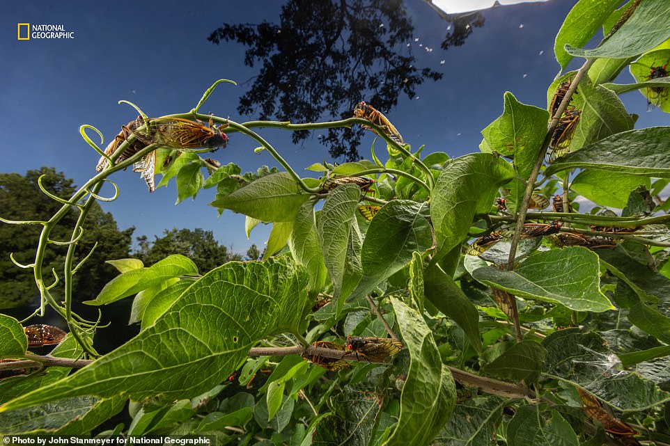 This image captured a rare moment in the world of cicadas. Nat Geo explains: 'Periodic cicadas spend 13 or 17 years on the ground and emerge only to reproduce. Last May and June, for the first time in 221 years, Brood XIII, with a 17-year cycle, and Brood XIX, with a 13-year cycle, emerged simultaneously in the Midwest and Southeastern United States, respectively, filling the air with Vibrations as they called to mate.