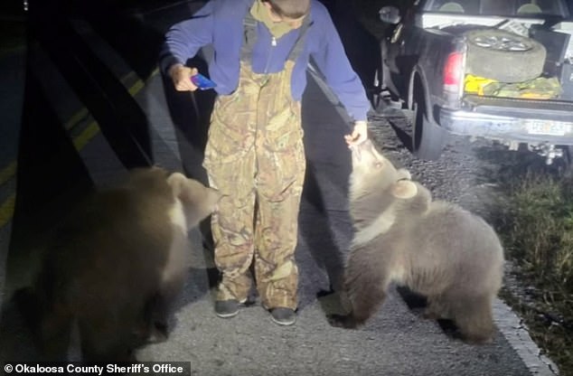 The bears made headlines this month after Florida police released body camera footage showing two cubs wandering down a dark street at 3:30 a.m.