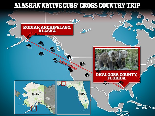 A pair of Alaska Native cubs were found wandering down a back road in Florida, sparking an investigation into why the animals were more than 3,600 miles from home.