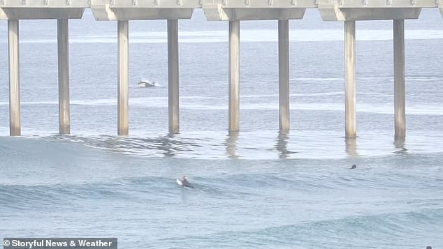 Footage of the moment showed a group of surfers off the coast of La Jolla in San Diego watching orcas jumping in the water.