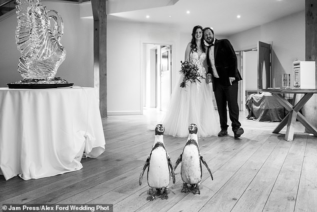 Jen and Tom with the two penguins, Pringle and Widget, on their wedding day