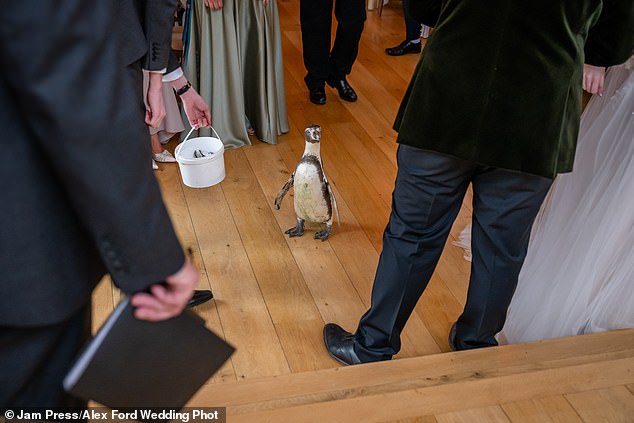 Adam lured the penguin to the altar with a bucket of fish