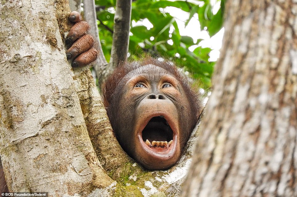 Baimah, a 3-year-old female orangutan, making a strange face at forest school time at the Samboja Lestari Rehabilitation Center of the BOS Foundation