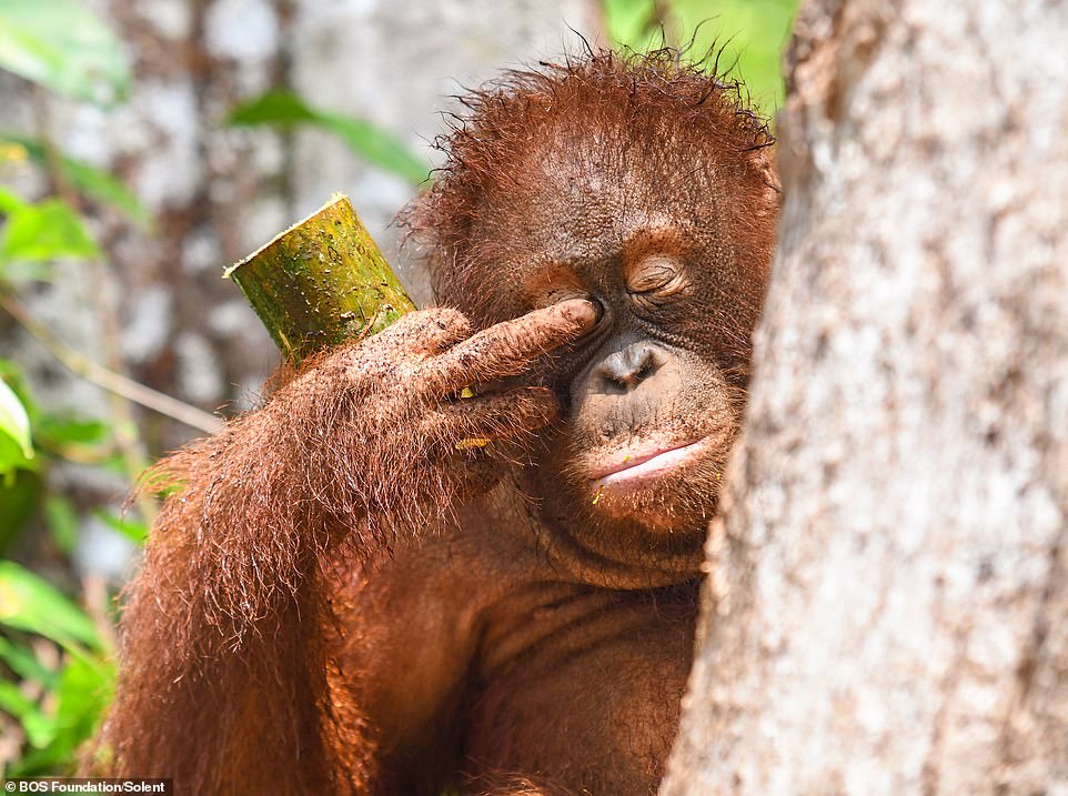 Monita, a 6-year-old female orangutan, looks tired in Group 5 of the forest school at the BOS Foundation's Nyaru Menteng Rehabilitation Centre.
