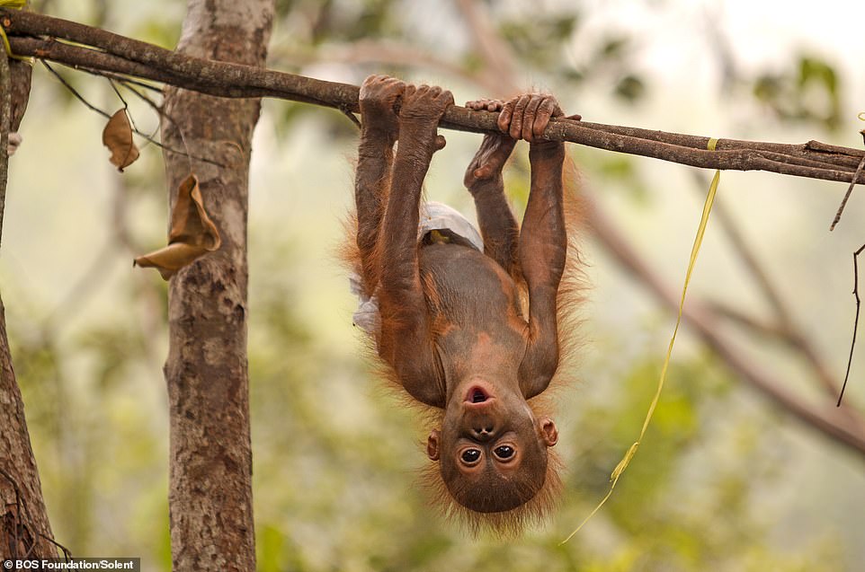 An orangutan hanging and circling among the trees at the BOS Foundation's Nyaru Menteng Rehabilitation Center