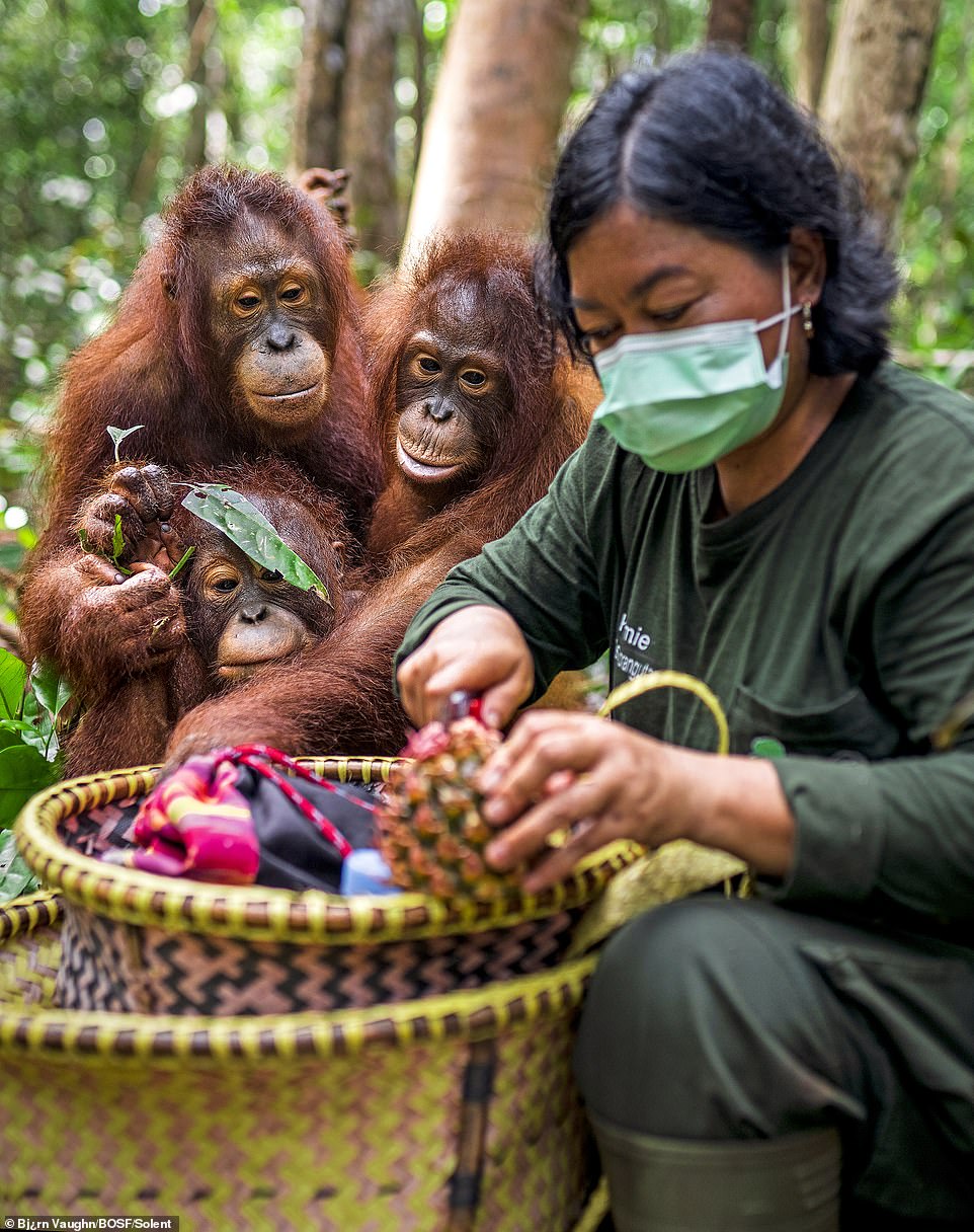 Baun (left), Greta (right) and Kaladan (below), aged around 7, watch as a surrogate mother prepares their school lunch in the forest at the BOS Foundation's Nyaru Menteng Rehabilitation Centre.