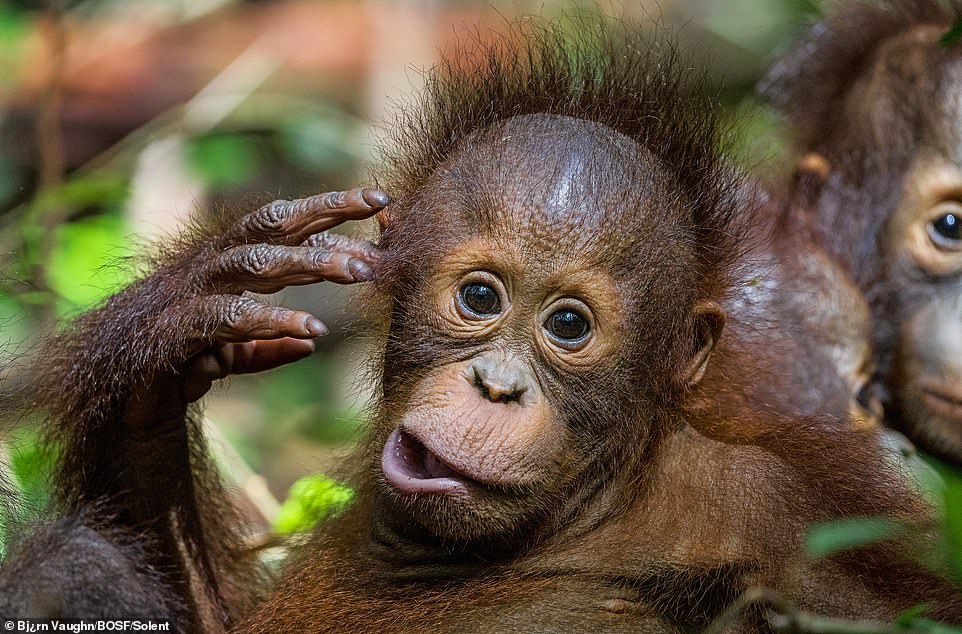 Onyer, a 3-year-old male orangutan in the nursery group at the BOS Foundation's Nyaru Menteng Rehabilitation Centre, making a funny face.
