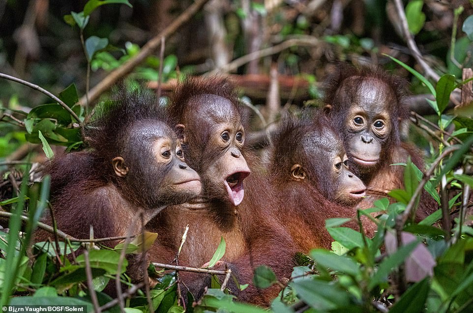 A group of young orangutans huddled together in a nursery at the BOS Foundation's Nyaru Menteng Rehabilitation Centre.