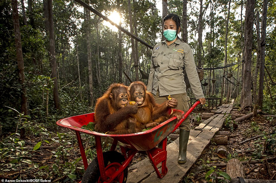 Orangutans between 3 and 7 years old are transported in a wheelbarrow by a surrogate mother