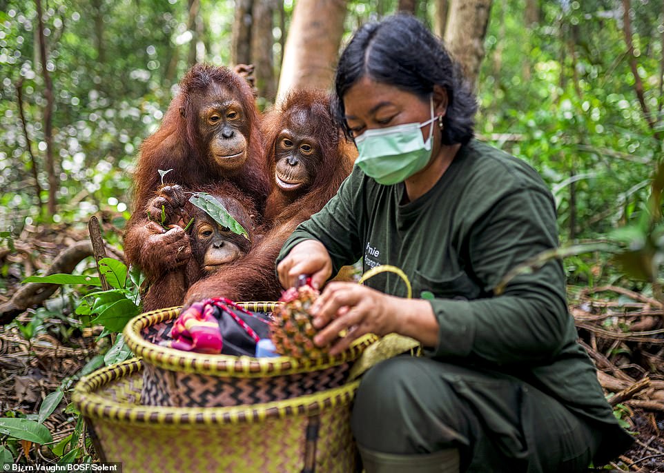 Greta (right) and Kaladan (below), aged around 7, watch as a surrogate mother prepares their school lunch in the forest at the BOS Foundation's Nyaru Menteng Rehabilitation Centre.