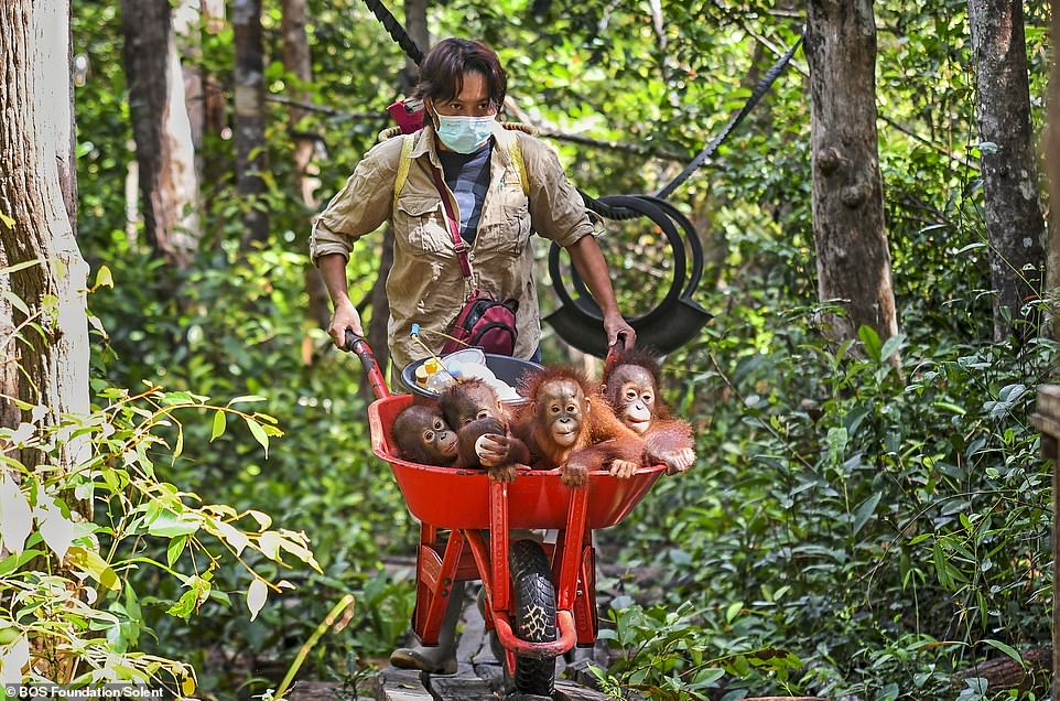 Young orangutans are seen being carried in a wheelbarrow by a surrogate mother through rainforest terrain in Borneo, Indonesia.