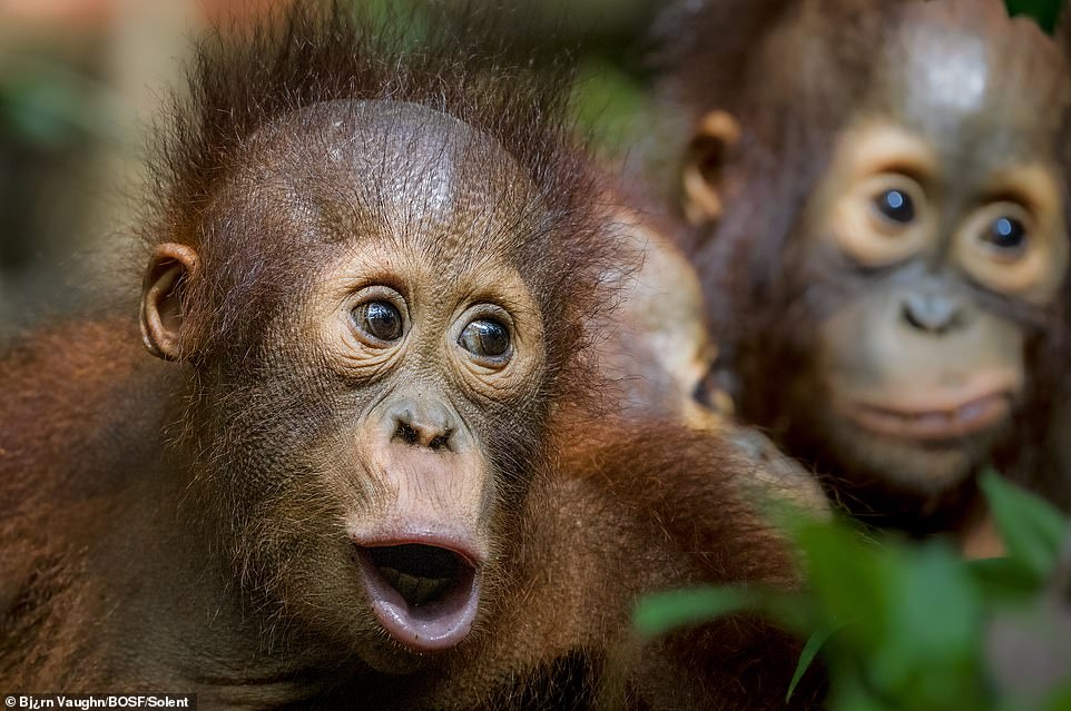 Onyer and Avo, 3-year-old orangutans from the nursery group at the BOS Foundation's Nyaru Menteng Rehabilitation Centre, look on lovingly