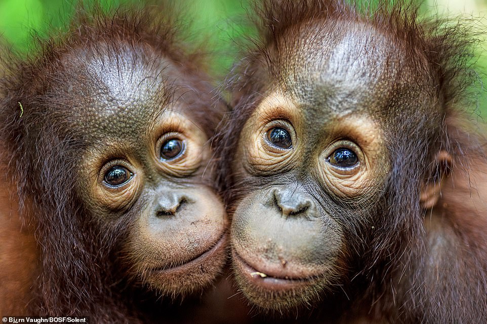 Kalanaman (left), Avo (right), 3-year-old orangutans in the nursery group at the BOS Foundation's Nyaru Menteng Rehabilitation Centre, looking adoringly at the camera.