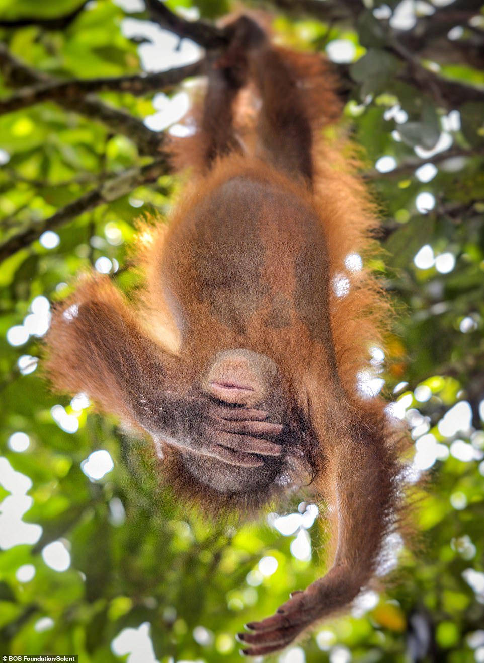An orangutan hanging from a tree while covering his face at the BOS Foundation's Nyaru Menteng Rehabilitation Center