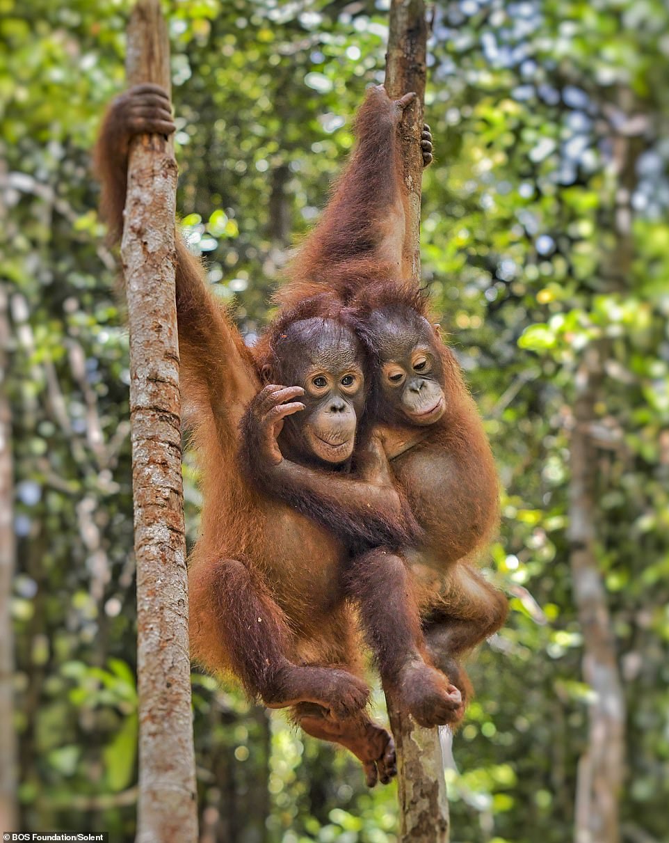 Monyo (left) and Jeni (right), both aged 5, hanging from branches at the BOS Foundation's Nyaru Menteng Rehabilitation Centre.