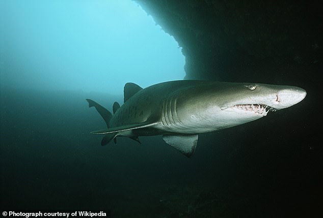 The scientists compared the tooth fossil to a sand tiger shark, which is supposedly the closest species to the bozzocoi fossil.