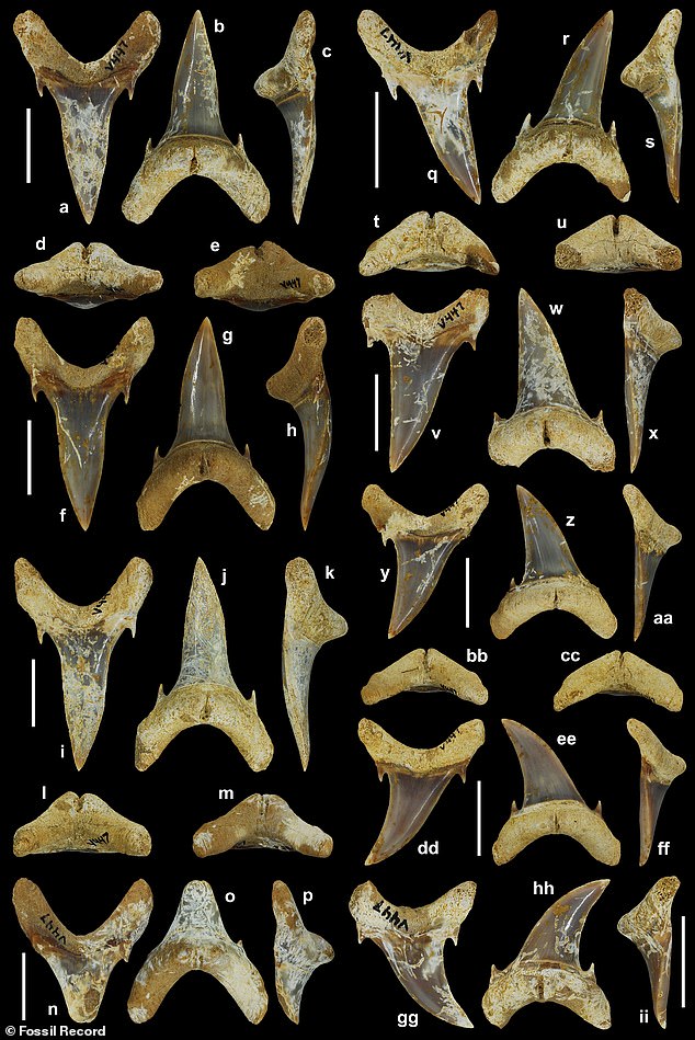 Scientists found 17 teeth that came from an extinct shark that lived 65 million years ago.