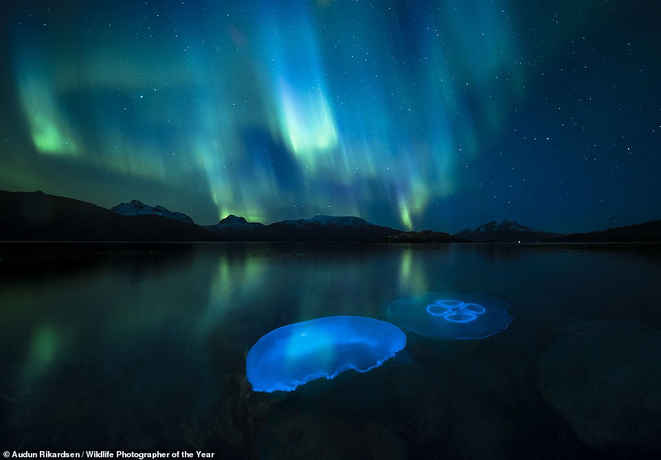 For 'Aurora Jellies', highly praised finalist Audun Rikardsen photographed two moon jellyfish in the cool autumn waters of a fjord outside Tromsø in northern Norway, illuminated by the northern lights.
