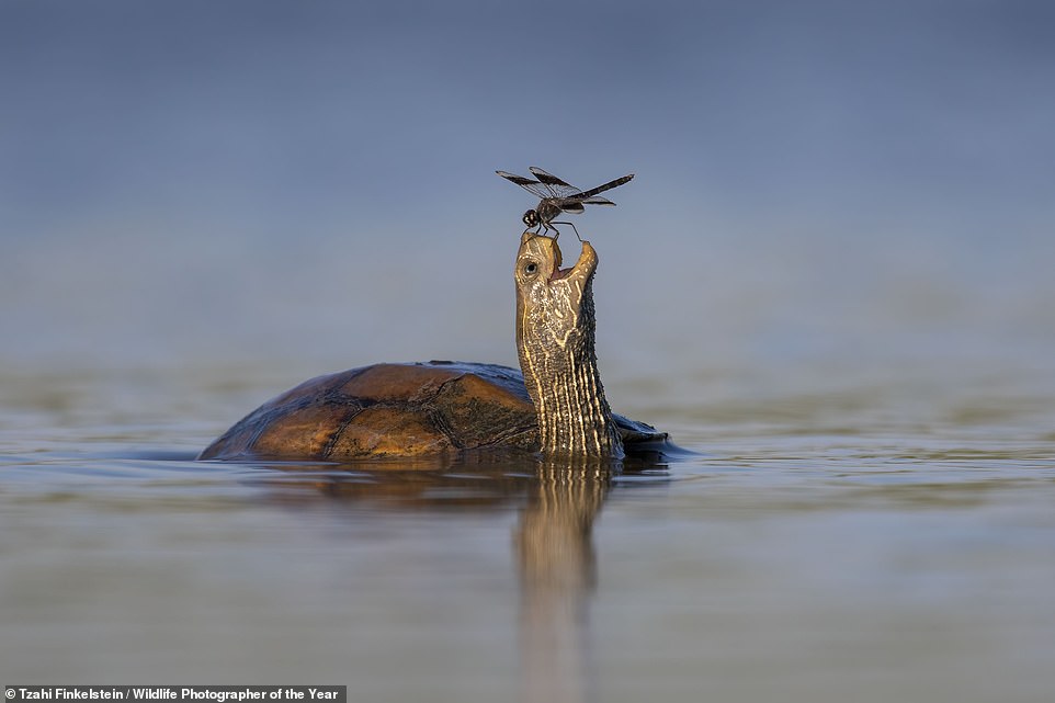 'The Happy Turtle', by finalist Tzahi Finkelstein of Israel, shows a Balkan pond turtle sharing a moment of fascinating peaceful coexistence with a northern ringed land dragonfly in Israel's Jezreel Valley.