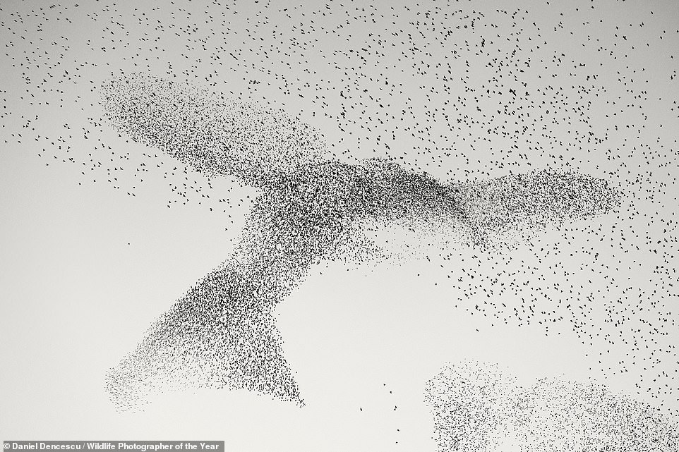 Daniel Dencescu's highly praised 'Starling Murmuration' shows a fascinating mass of starlings swirling in the shape of a giant bird on their way to communal roosts above Rome, Italy.