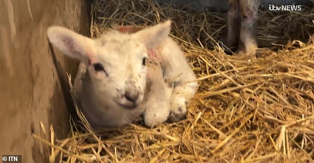 14 lambs were orphaned and only four of those attacked survived the devastating brutality.