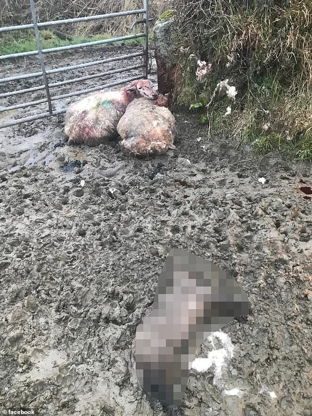 The farmer explained that the innocent animals had been chased across three fields and that the mistreated sheep had been trapped in gates and hedges through which they had tried to escape.