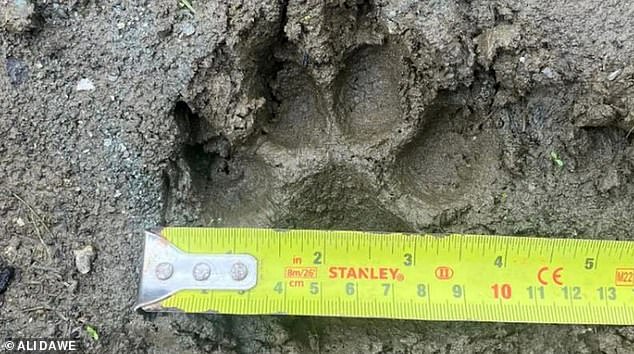 He believes it could have been the work of more than one large dog involved and has found four-inch-wide paw prints from the dogs, as well as DNA.
