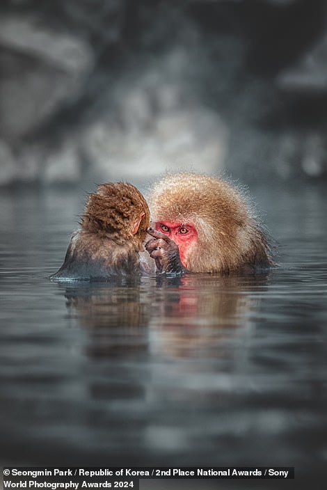 In this intimate scene, a snow monkey and her baby enjoy a hot spring at Jigokudani Monkey Park in Nagano Prefecture, Japan.  The photographer, Seongmin Park, said: 