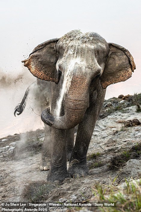 This captivating image by Singapore National Award winner Ju Shen Lee shows an elephant taking a sand bath in Nepal. The photographer explains that the sand protects the elephant's skin against insect bites and keeps it warm in the colder months, adding: 