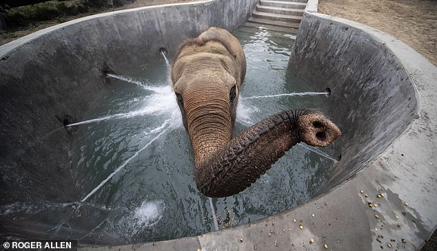 She is among hundreds of animals hospitalized at India's first elephant hospital in Agra, near the Taj Mahal.