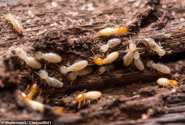 Many were quick to identify that the problem was caused by termites in the wood. The trail was an accumulation of termite excrement known as frass or shelter tubes.