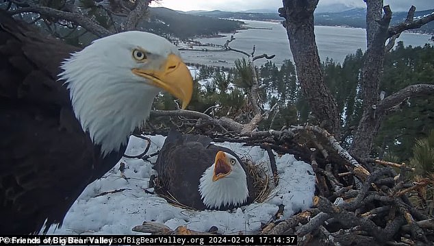 The birds' lives are documented 24/7 by the Big Bear Eagle Nest camera, which was installed in 2015.