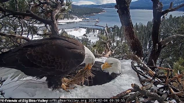 The pair took turns sitting on the eggs, as is typical for bald eagles.