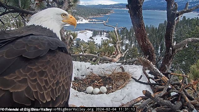 Friends of Big Bear Valley, the group that sponsors the chamber, says the nest has been in use since 2013.