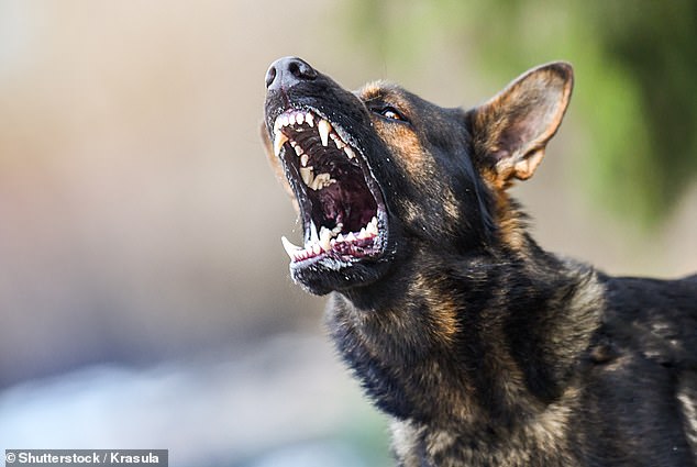 Another officer was attacked by a dog, suffering minor injuries, while a fourth had sand thrown in the eyes of a 43-year-old woman.