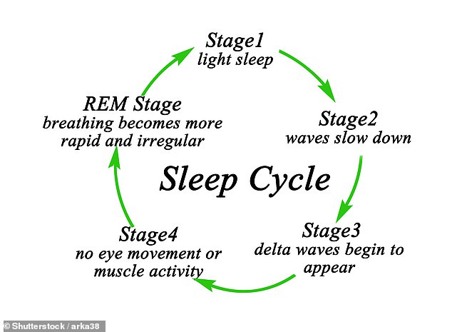 The REM sleep cycle is when you are in the deepest part of your sleep state and you begin to dream.