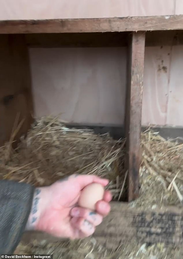 David took to Instagram on Friday to share the moment he found his first egg after spending hours researching the best way to encourage chickens to lay.