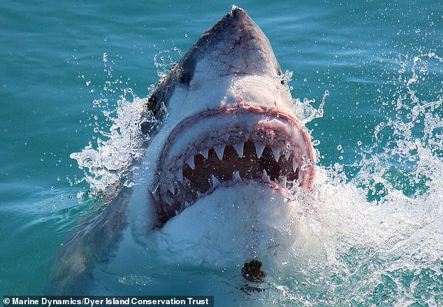 Attacks by bull, tiger and white sharks cause the most deaths, but biologists say it's because they are larger than other sharks