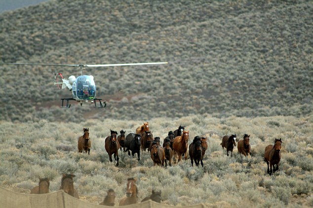 The Government uses helicopters to catch mustangs and thin the populations