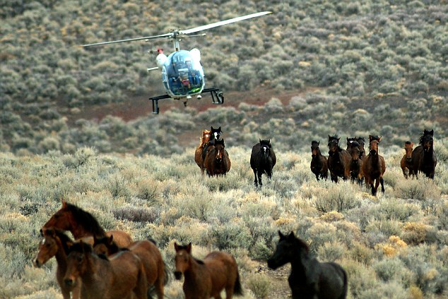 Activists say helicopter grazing is cruel and does not distinguish fit horses from young and older populations.