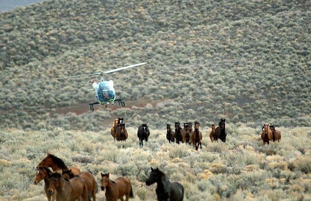 According to activists, pregnant mares and young foals are sometimes stampeded across miles and miles of rugged terrain.