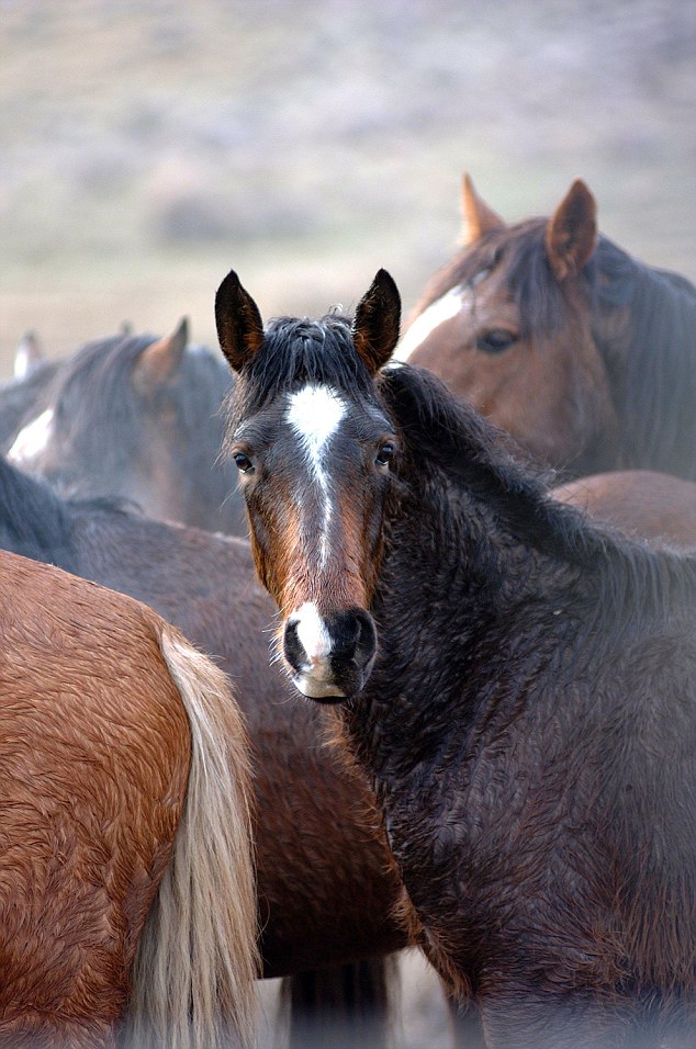 There remains controversy over whether the mustang can be considered a native animal in North America.
