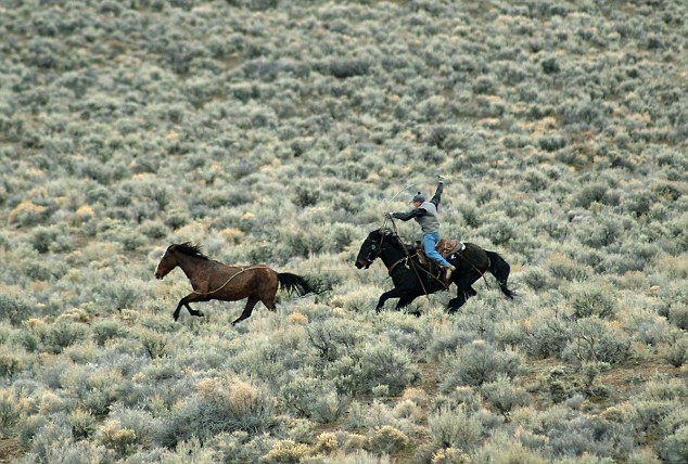 Authorities estimate that just under 50,000 wild horses are kept on temporary pastures.