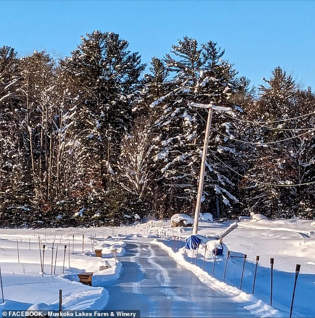 Muskoka Farm and Winery is known for its blueberry fields, but when they freeze, the place transforms into a winter wonderland.