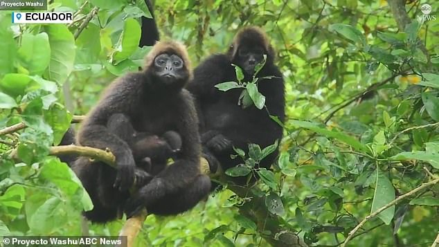 Project Washu wildlife biologists have never seen a live spider monkey born before, despite having studied the species in Ecuador for the past 10 years. The brown-headed spider monkey is one of the 25 most endangered primates on planet Earth, the group said.
