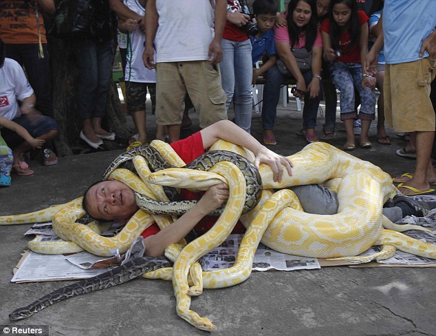 Difficult point: Burmese pythons are known to grow up to 23 feet long and grow to a girth as large as telephone poles.