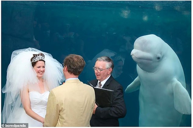Yeah! While saying their vows at the Mystic Aquarium in Connecticut, this happy couple was photographed by a very curious beluga whale.