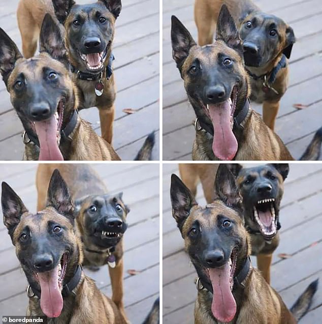 He is behind you!  A very happy dog ​​was photographed by another, who made numerous faces behind the other's back.